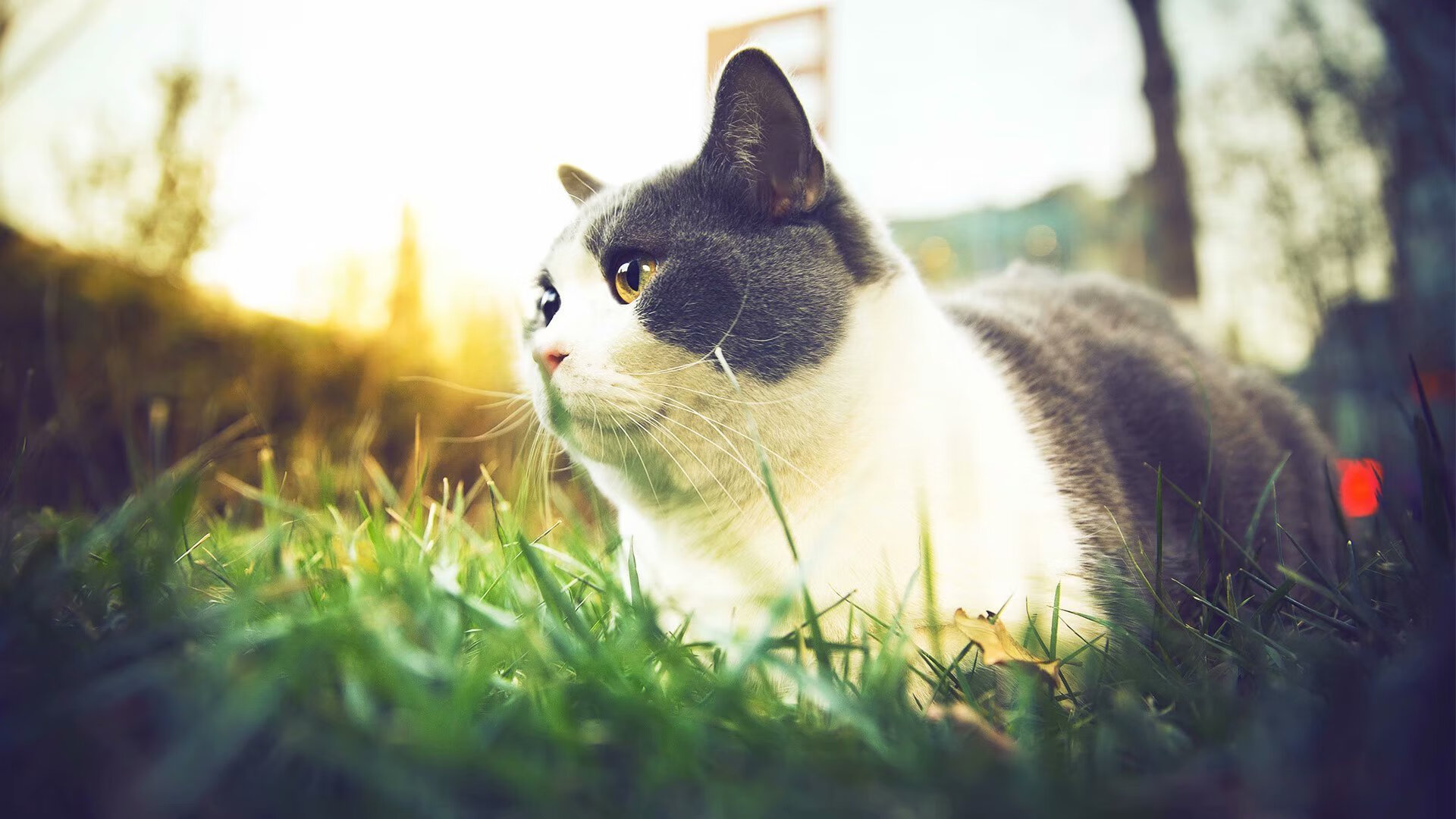 pg电子模拟器-F1引擎轰鸣时，阿坎吉在绿茵场用脚打爆防线