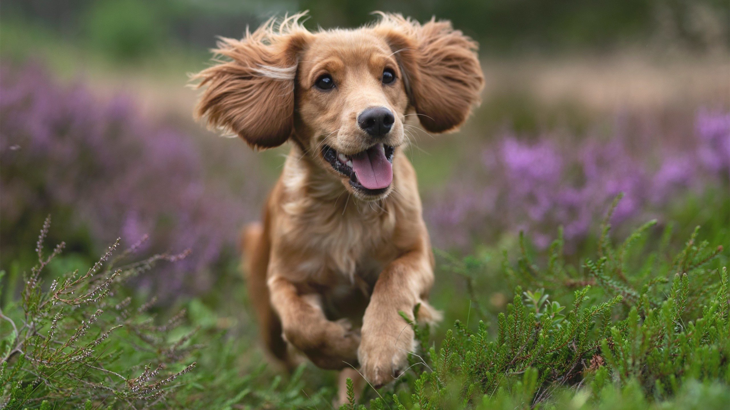 广厦掀翻绿军巨人，文班亚马闪耀东方，中国篮球迎破晓之光