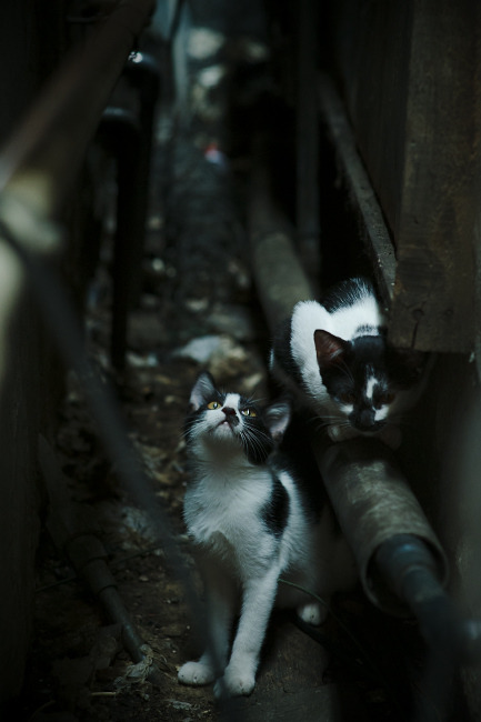 切特·霍姆格伦，季后赛之夜的全能风暴，定义新时代内线的终极答卷