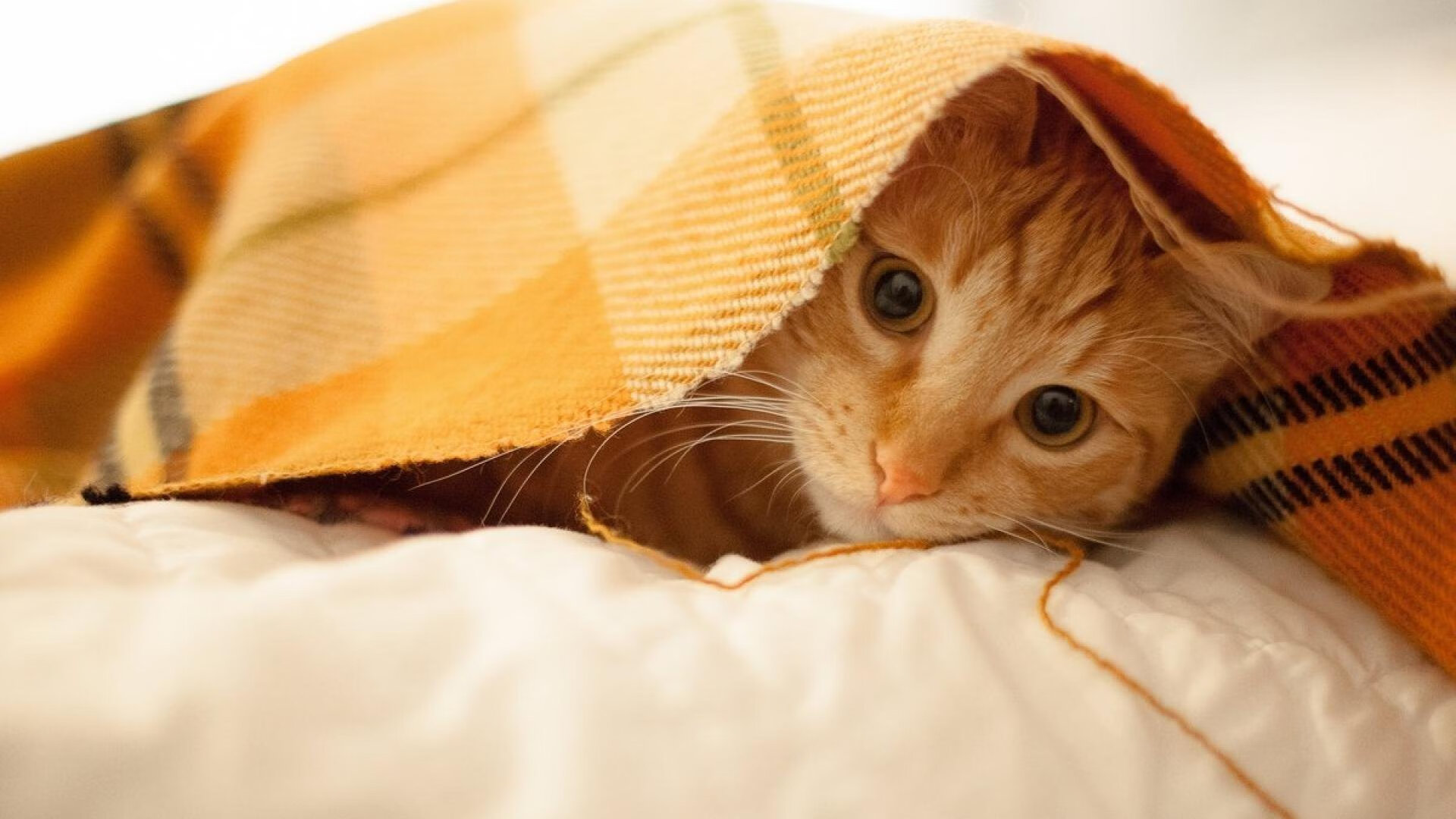 阿圭罗的节奏魔法与日本的战术风暴，足球场上的个人领袖与团队荣耀