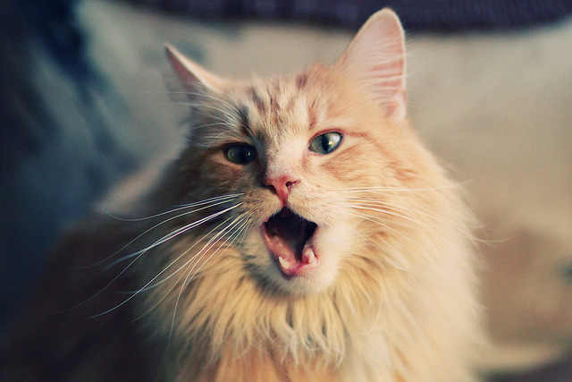 阿坎吉，法兰西的节奏大师