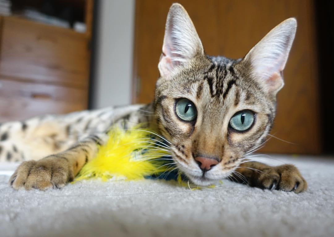 字母哥硬仗之王显本色，吉林队轻取深圳队展雄风