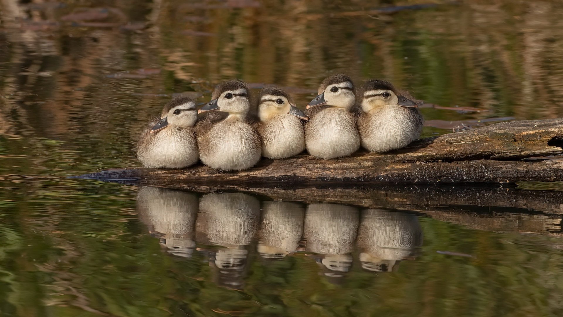 阿坎吉筑起叹息之墙！那不勒斯主场完胜皇马震惊欧洲