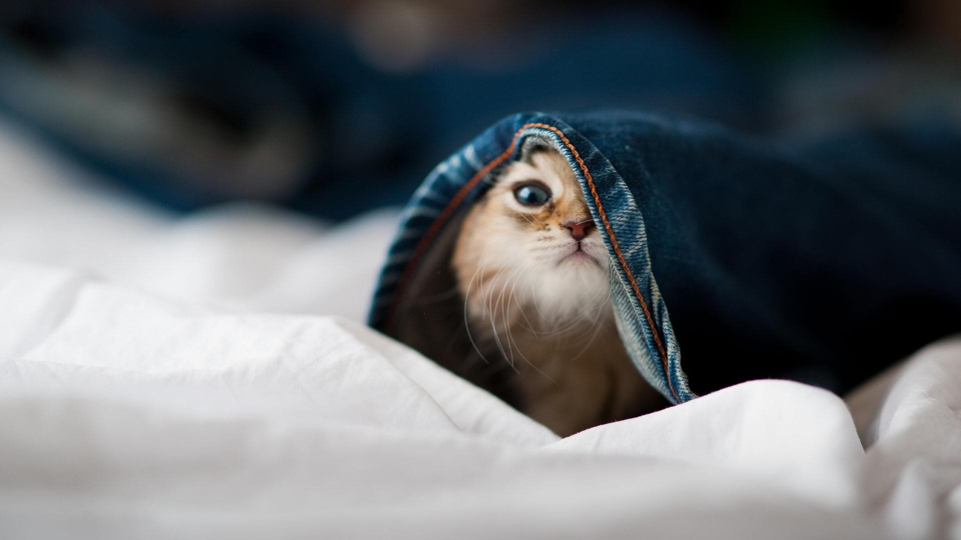 足球风云，塞维利亚掀翻马德里竞技，哈兰德持续制造杀伤