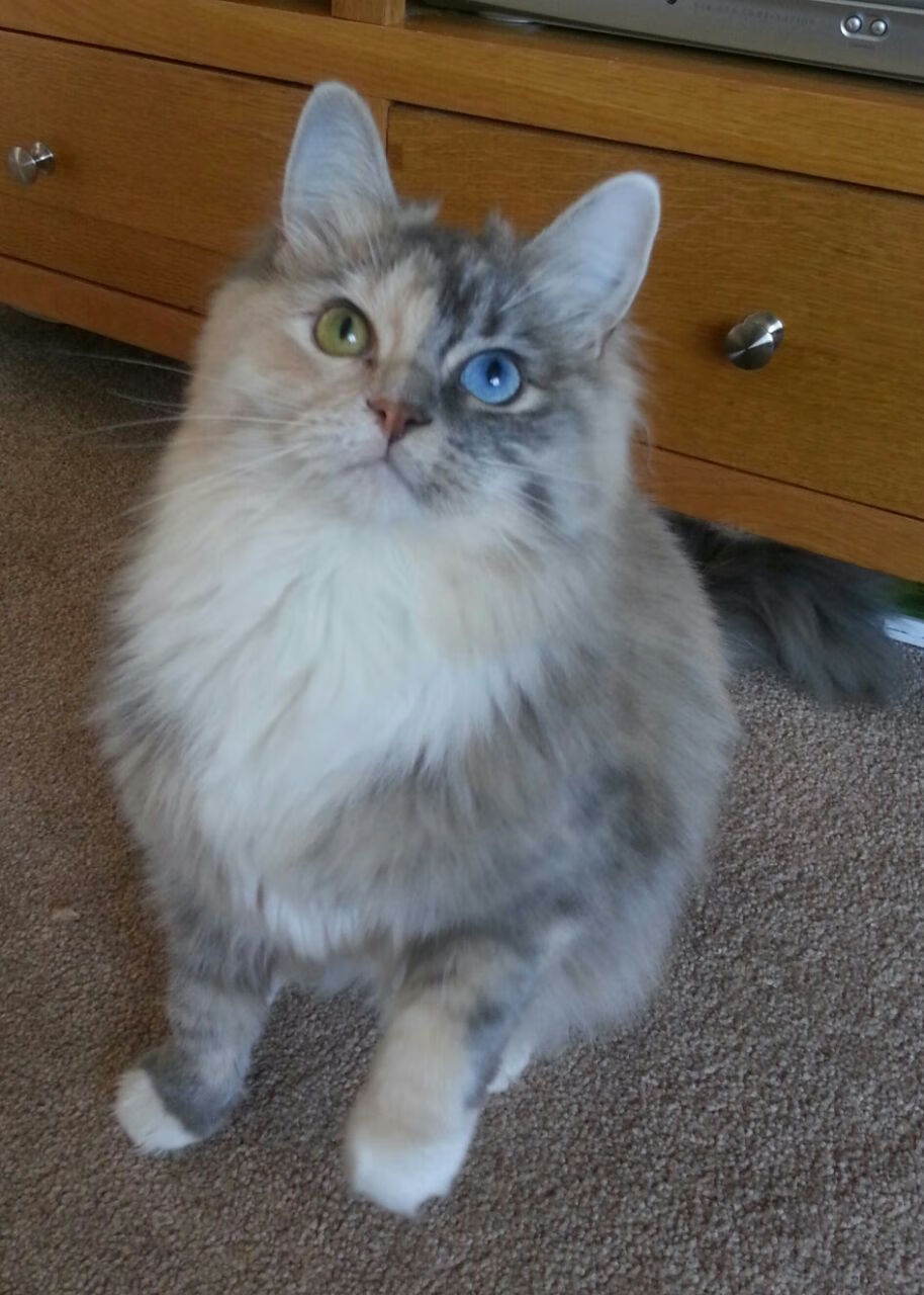 深圳队血拼独行侠，克莱·汤普森教科书级表现定义篮球艺术