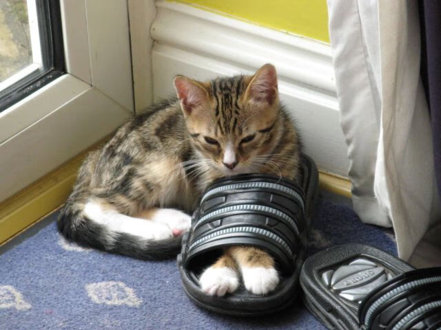 战车轰鸣，磐石崩裂，锡安这一击，将傲慢与偏见砸得粉碎