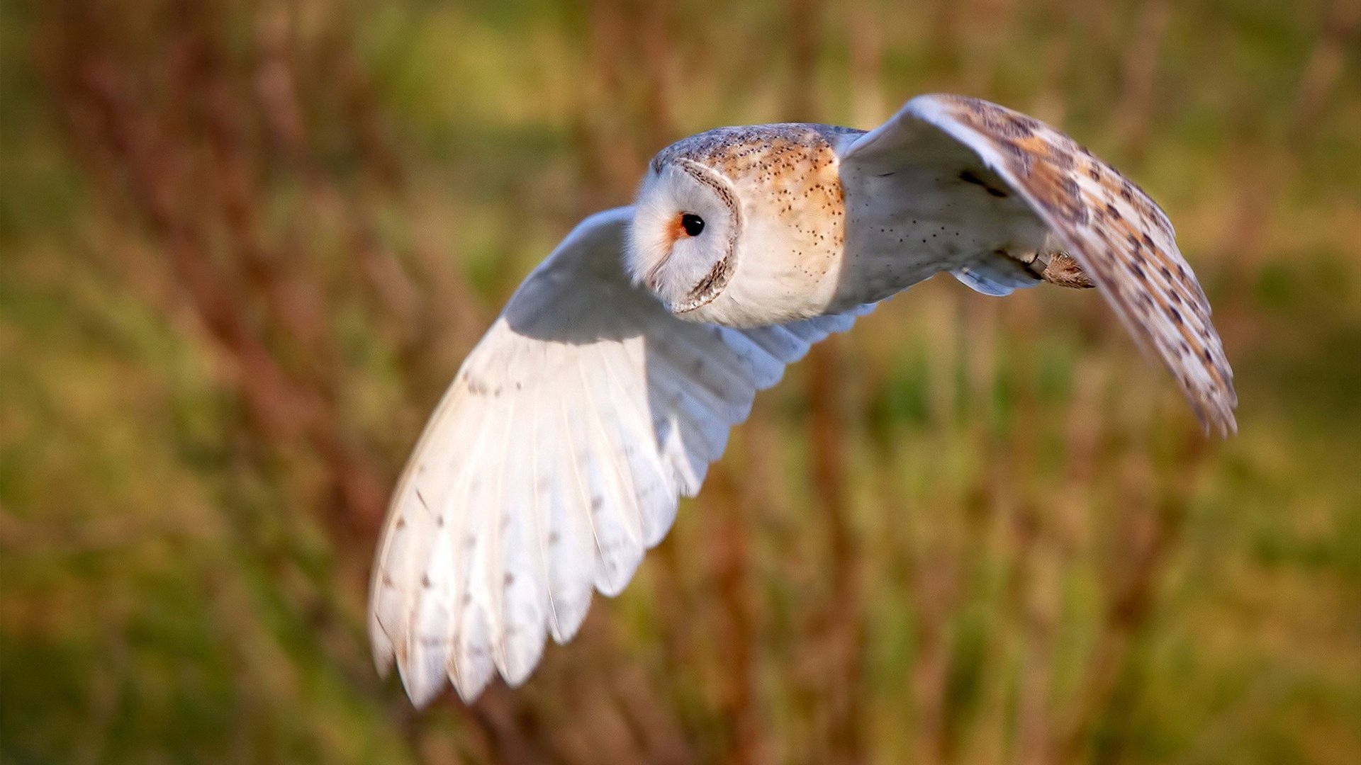 pg电子官网-反击，黄蜂对阵篮网，看贝恩如何撕碎二轮秀标签