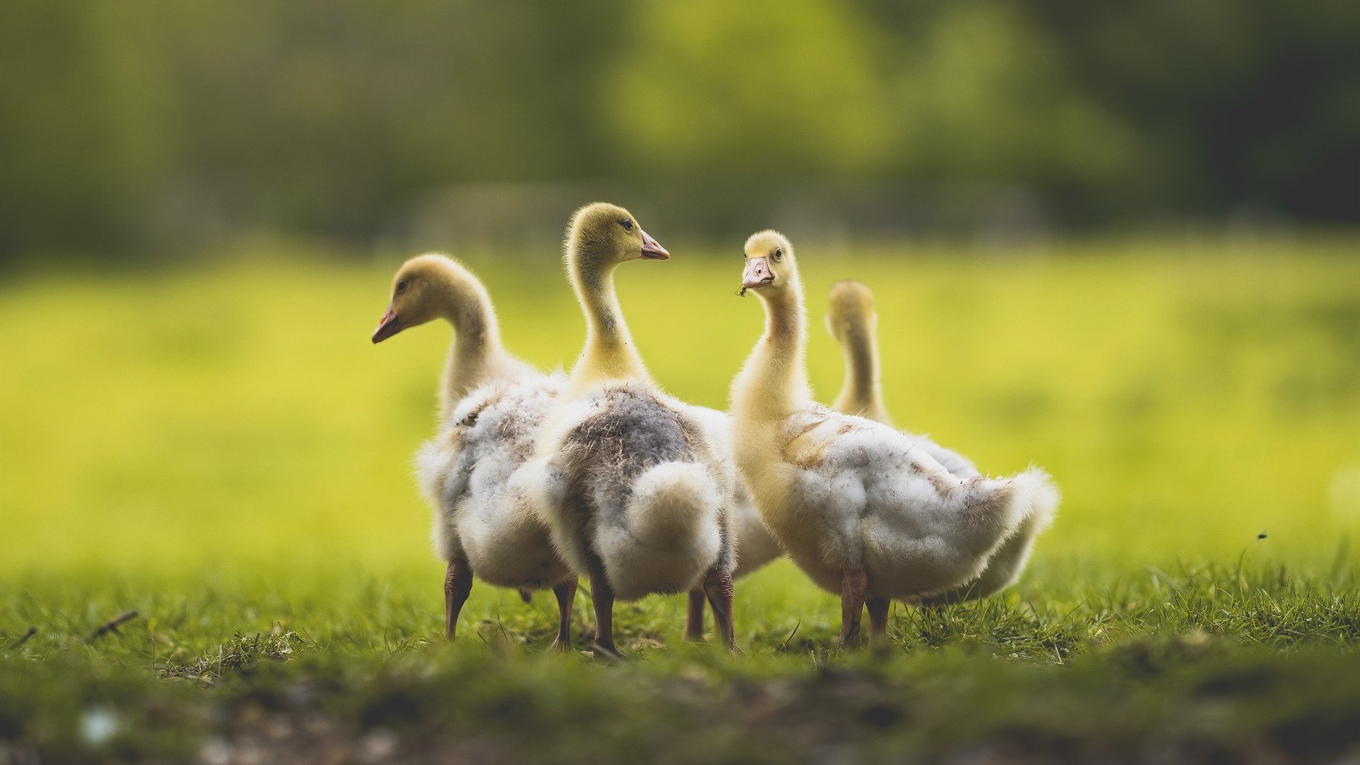 pg电子游戏-冰与火的交响，从北欧神话到伊比利亚王座—当哈兰德在国家德比书写新篇章