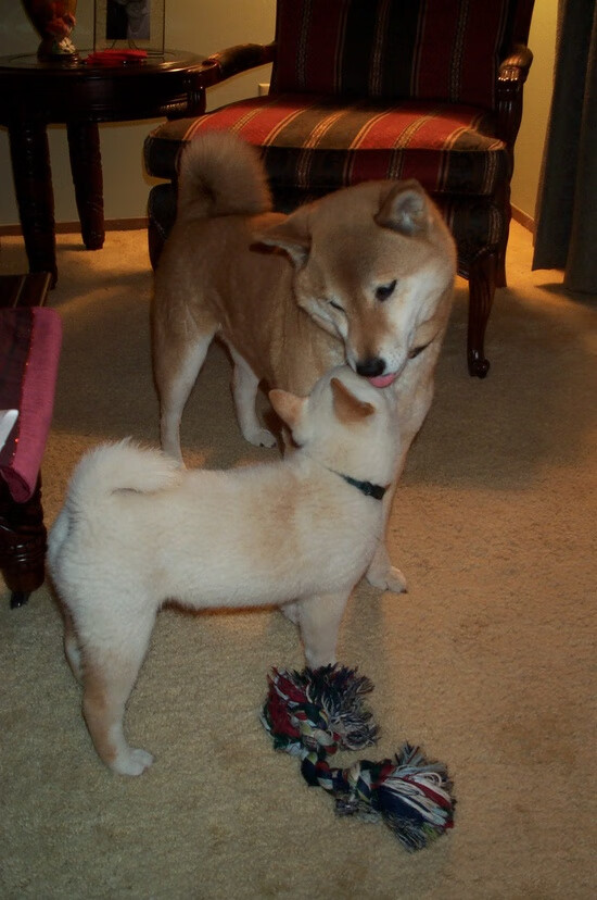 街道赛的疾速与绿茵场的节奏，切尔西与F1焦点战的奥地利交响曲