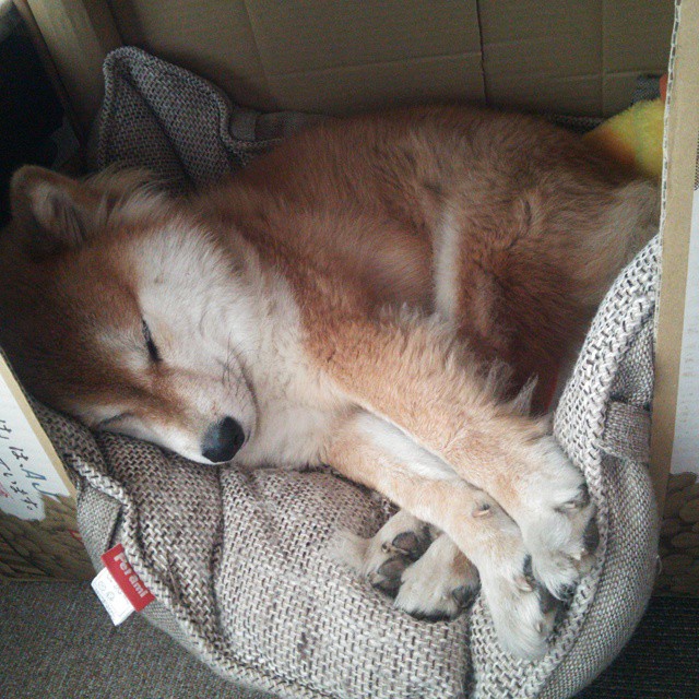 英超争冠焦点战,公牛战术压制火箭,防守至上的胜利