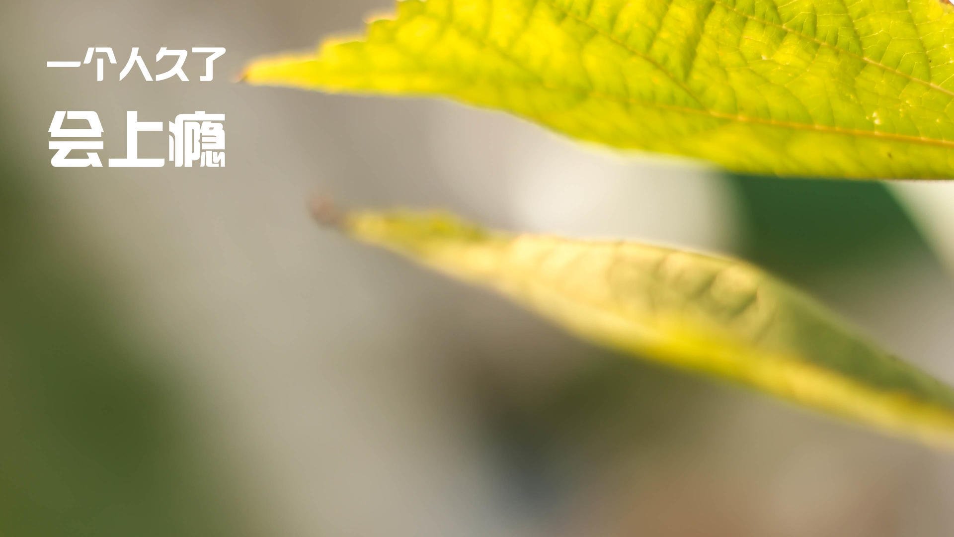 恩比德全程高能输出，掘金队友谊赛轻取山西汾酒队