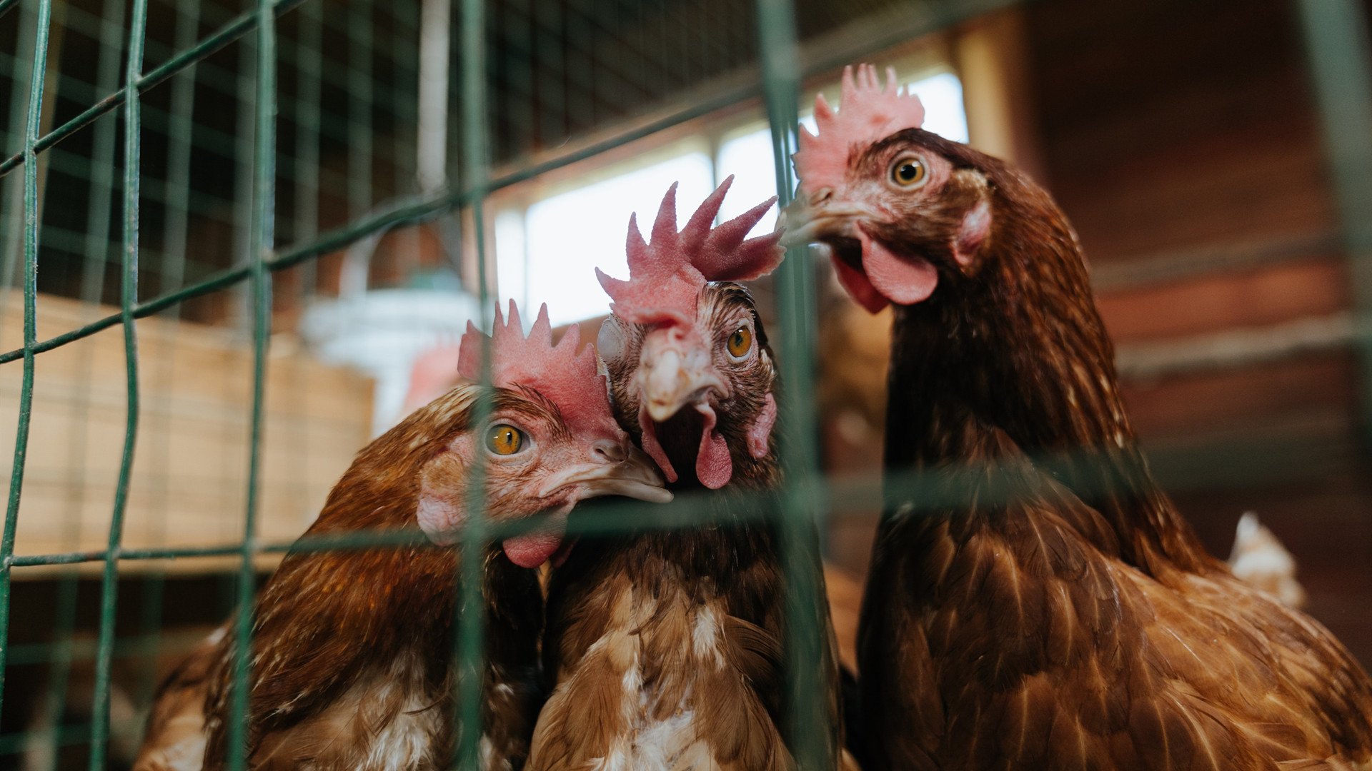 pg电子模拟器-希腊问鼎，伊萨克统治街道，当纪律与天赋奏响体育双重奏