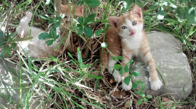 征服盐湖城，武切维奇用硬实力在76人对爵士战中为自己正名