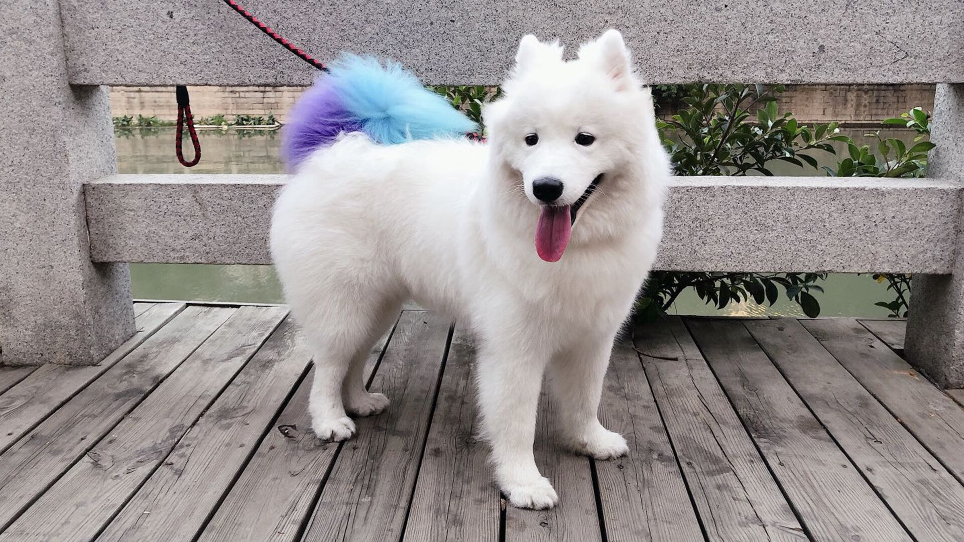 日内瓦湖的轰鸣，当精密协作击溃无序混沌