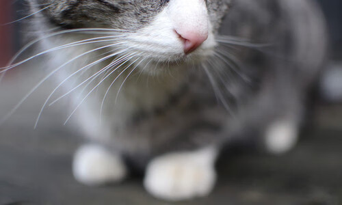 -速度与韧性的双重奏，F1街道赛与安哥拉足球奇迹的竞技哲学